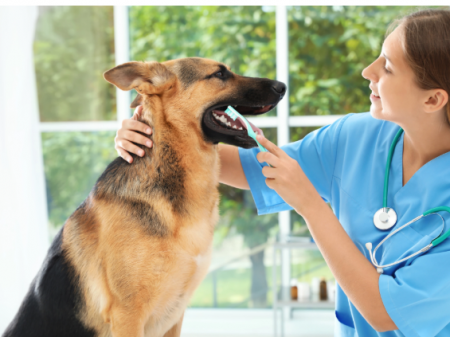 Cura dentale/orale per animali domestici - Cura dentale per animali domestici